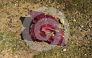 Sausage tree flower, Kigelia africana, on ground, Rio