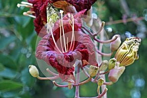 Sausage tree flowers, Kigelia africana, Rio de Janeiro, Brazil