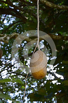 Sausage tree fruit