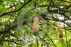 Sausage tree fruit