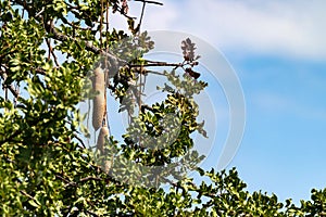 Sausage tree fruit or Kigelia africana in Africa