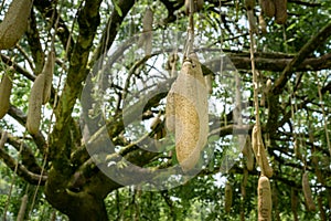 Sausage tree Kigelia africana fruits hanging in tree.