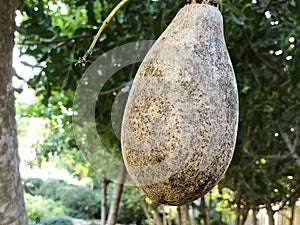 Sausage tree Kigelia africana fruits hanging in tree