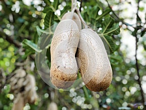 Sausage tree Kigelia africana fruits hanging in treen