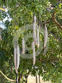 Sausage Tree, Kigelia africana with fruits, Namibia