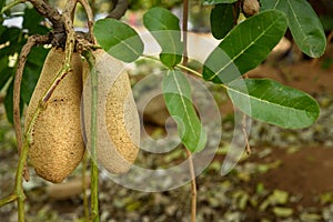 Sausage tree or Kigelia Africana with large fruit