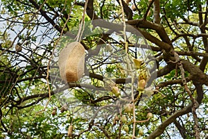 Sausage tree or Kigelia Africana with large fruit and flower