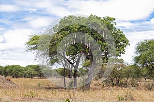 Sausage Tree Kigelia growing in Africa in savannah in Tarangire National Park in Tanzania