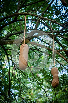 Sausage tree plant - Kigelia africana fruit.