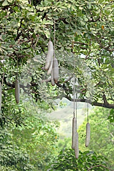 Sausage tree in Tanzanian forest