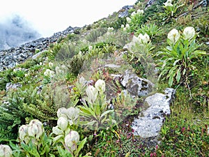 Saussurea obvallata is a species of flowering plant in the Asteraceae.