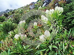 Saussurea obvallata is a species of flowering plant in the Asteraceae.