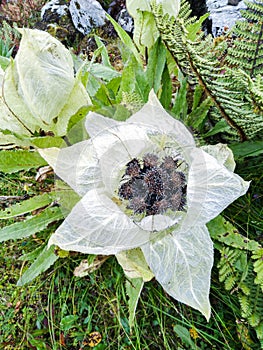 Saussurea obvallata is a species of flowering plant in the Asteraceae.