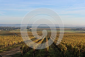 Sauternes Wineyards at Dusk