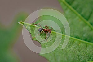 Sauva ant. Leafcutter ant.