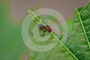 Sauva ant. Leafcutter ant.