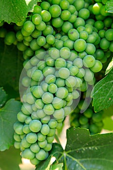 Sauvignon Blanc Grape Winery Vineyard Okanagan Valley