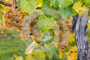 Sauvignon blanc grapes in autumn