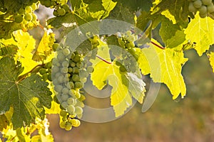 Sauvignon Blanc grapes ripening in vineyard