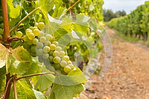 Sauvignon Blanc grapes on the vine in vineyard with blurred background and copy space