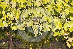 Sauvignon Blanc grapes on vine in vineyard at harvest time