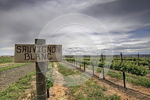 Sauvignon Blanc Grapes Vineyard