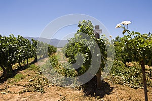 Sauvignon blanc vineyard