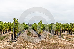 Sauvignon blanc vineyard against cloudy sky in Re ISland