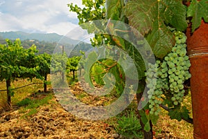 Sauvignon Blanc Wine Grapes