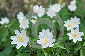 Savage white flowers in the forest