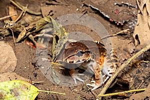 Savages thin-toed frog (Leptodactylus savagei), Carara National Park, Tarcoles, Costa Rica wildlife