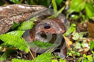 Savages thin-toed frog - Leptodactylus savagei, Refugio de Vida Silvestre Cano Negro, Costa Rica Wildlife