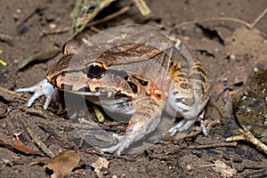 Savages thin-toed frog Leptodactylus savagei, Carara National Park, Tarcoles, Costa Rica wildlife photo