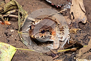 Savages thin-toed frog (Leptodactylus savagei), Carara National Park, Tarcoles, Costa Rica wildlife photo