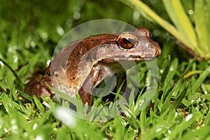 Savages thin-toed frog - Leptodactylus savagei, Refugio de Vida Silvestre Cano Negro, Costa Rica Wildlife photo