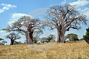 Savana landscape with baobabs photo