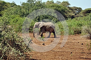 Savana landscape with elephant photo