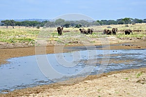 Savana landscape with elephants and river photo