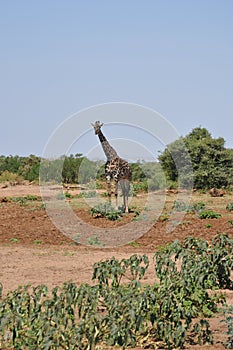 Savana landscape with giraffe photo