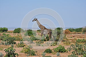 Savana landscape with giraffe photo