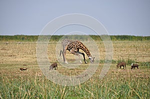 Savana landscape with giraffe drinking and warthog