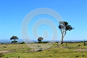 Savana landscape in Kenya