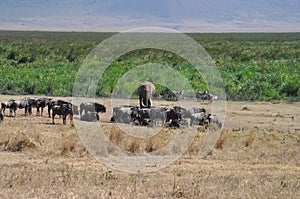 Savana landscape with wild animals photo