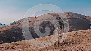 Savana with two palm trees