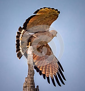 Savanah hawk in flight in the Pantanal, Brazil