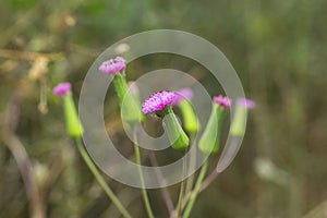 Savanah wild flowers, Satara, Maharashtra