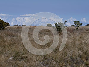 The savanna above the clouds in the Maido, Reunion photo