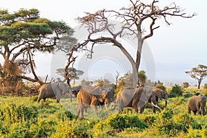 Savanna of Amboseli. Elephants of Kenya, Kilimanjaro mountain.