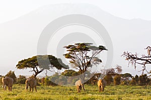 Savanna of Amboseli. Kenya, Kilimanjaro mountain.