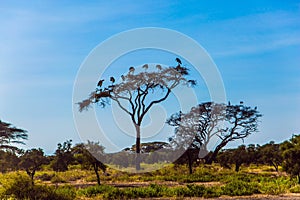 Savanna. Amboseli Park